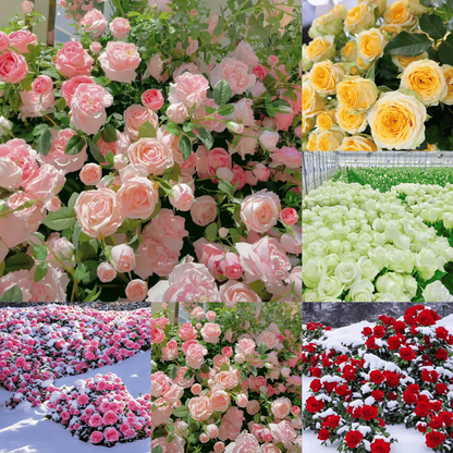 🌺Climbing Rose Seeds | Free Fertilizer--Supplement nitrogen, phosphorus and potassium