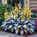 🎁2025 Special Offer🍃Rare Hosta Seeds🌿