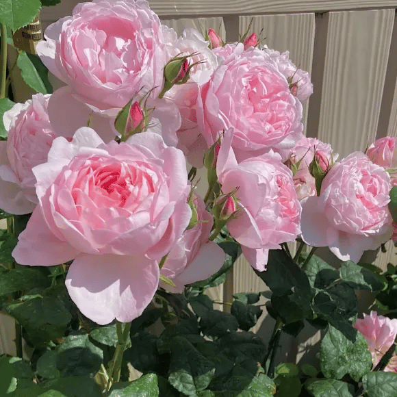 🌺Climbing Rose Seeds | Free Fertilizer--Supplement nitrogen, phosphorus and potassium