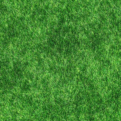 🔥⏰Last Day 70%OFF - 🌱 Evergreen dwarf grass seed for four seasons🌾 | Create your perfect lawn here🌼