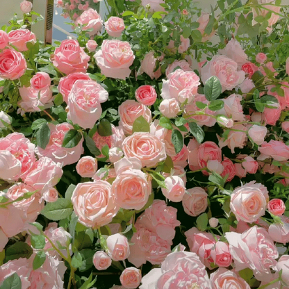 🌺Climbing Rose Seeds | Free Fertilizer--Supplement nitrogen, phosphorus and potassium