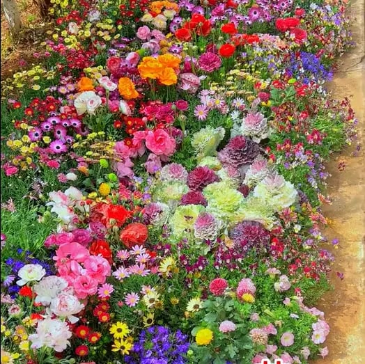 💐Spring Hot Sale 50% OFF💐Wildflower Seeds 90,000+ Bulk Seeds Mix 3oz