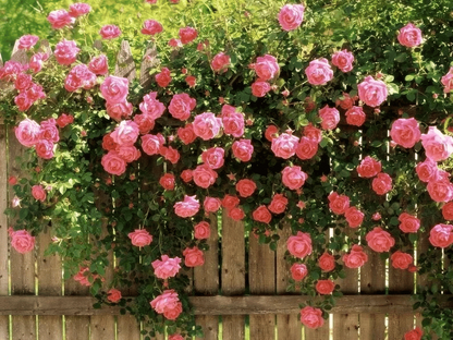 🌺Climbing Rose Seeds | Free Fertilizer--Supplement nitrogen, phosphorus and potassium