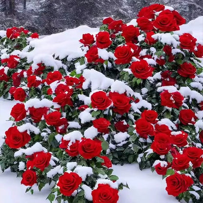 🌺Climbing Rose Seeds | Free Fertilizer--Supplement nitrogen, phosphorus and potassium